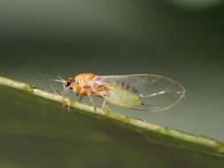 Bactericera minuta (Crawford 1910) resmi