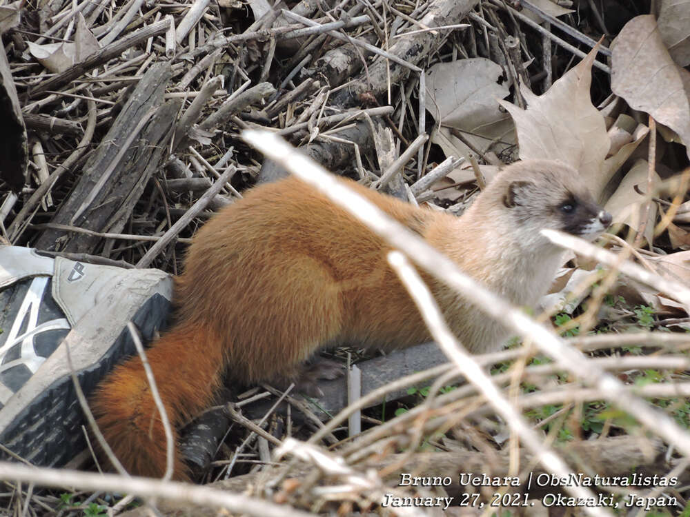 Image of Japanese Weasel