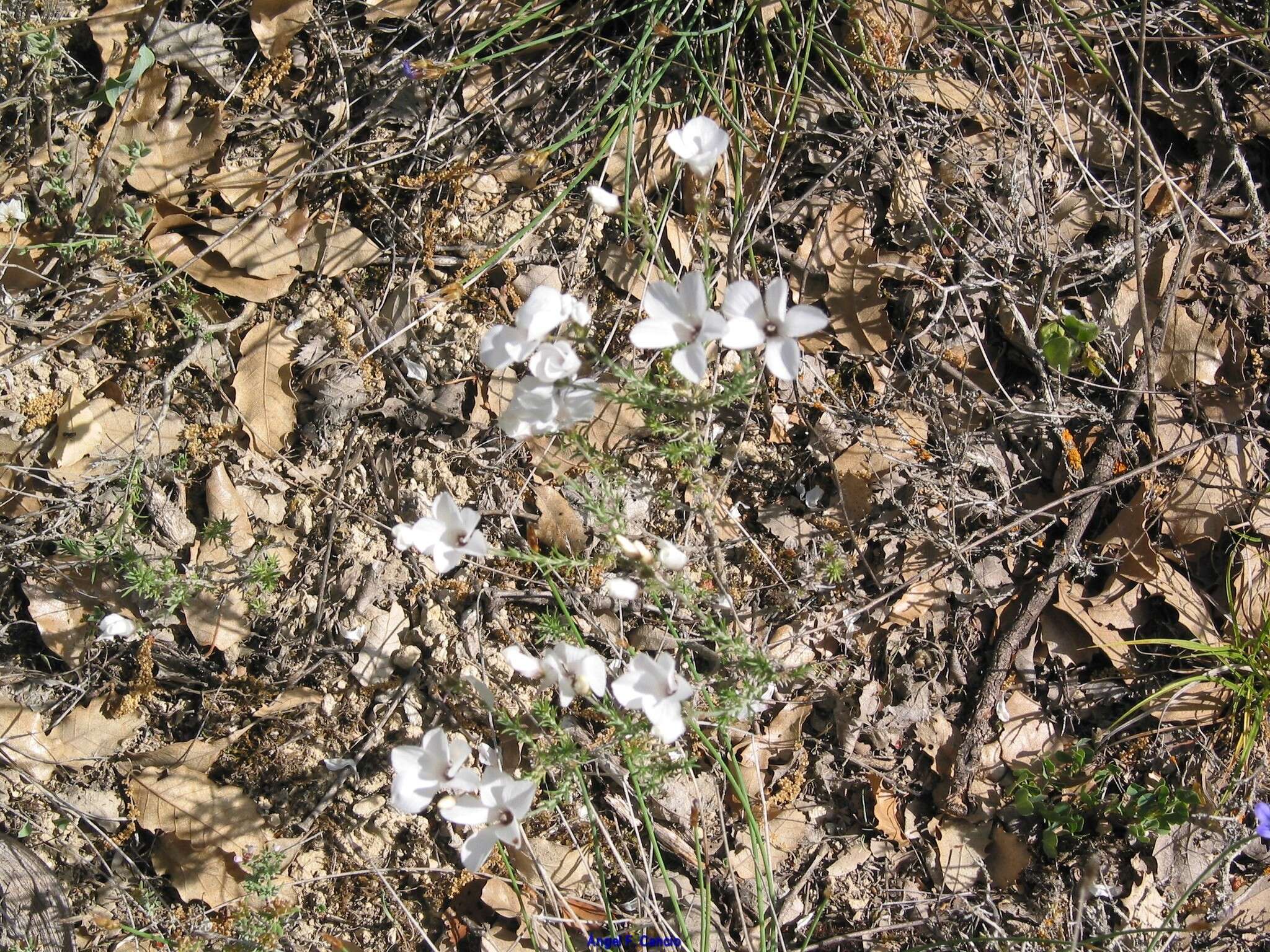 Image of Linum suffruticosum L.