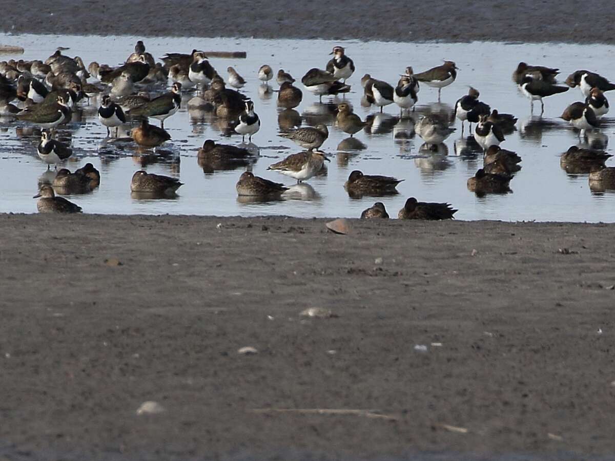 Image of Sociable Lapwing