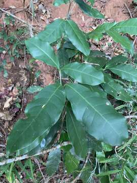 Image of Noronhia peglerae (C. H. Wright) Hong-Wa & Besnard