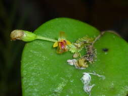 Image of Lepanthes appendiculata Ames