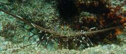 Image of Chinese spiny lobster