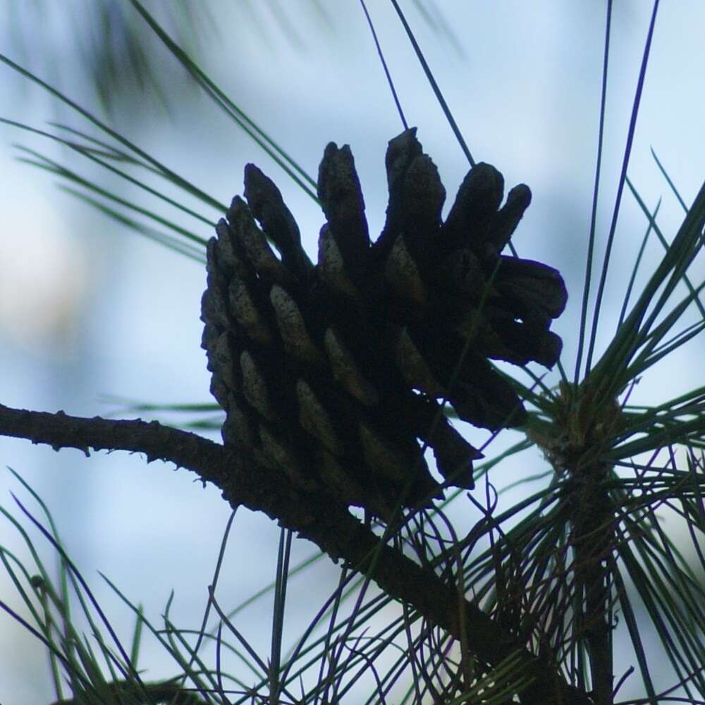 Image of Pinus leiophylla var. leiophylla