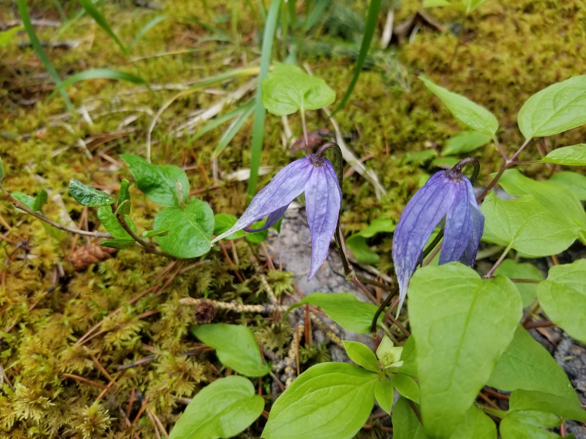 Image of western blue virginsbower