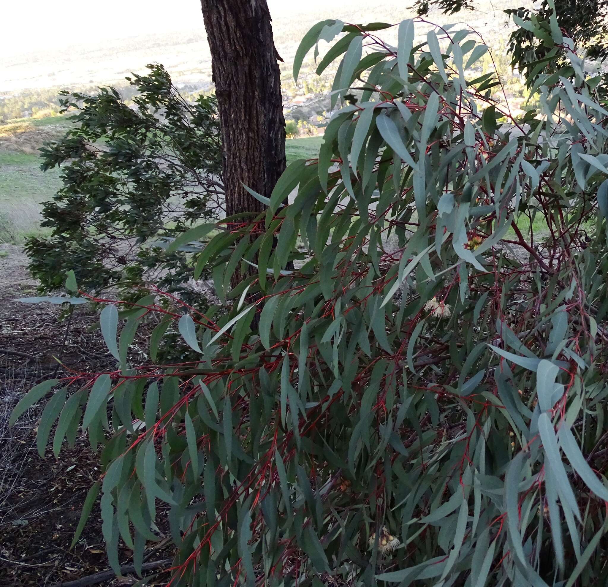 Image of red ironbark