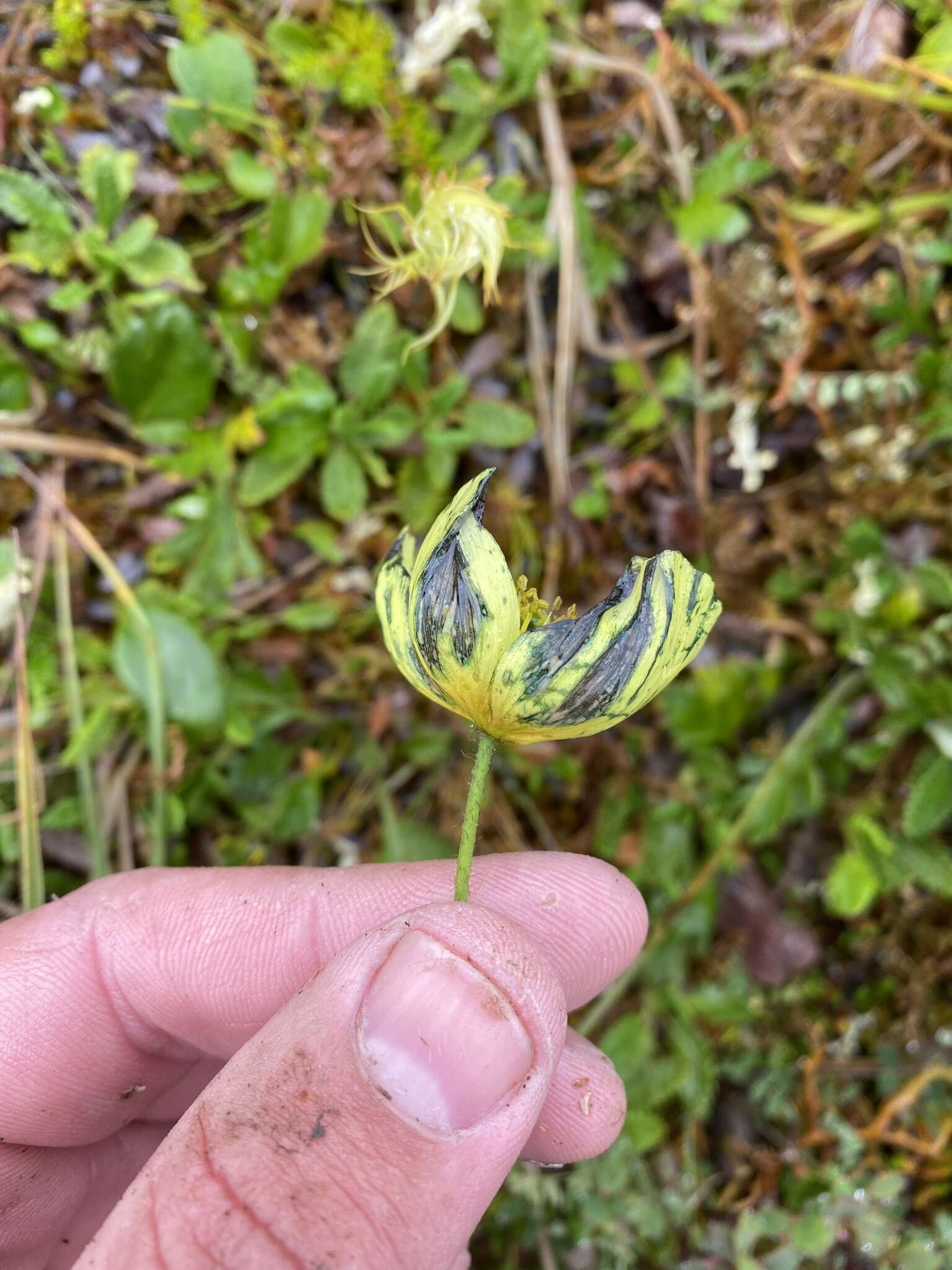 Image of Lapland poppy