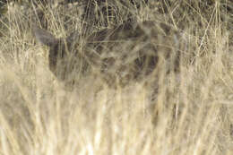 Image of Odocoileus virginianus couesi (Coues & Yarrow 1875)