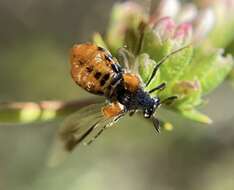 Ripiphorus mutchleri Rivnay 1929的圖片