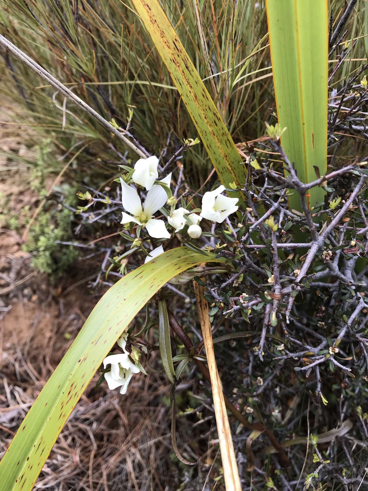 Image of Gentianella stellata Glenny