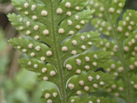 Imagem de Parapolystichum acuminatum (Houlston) Labiak, Sundue & R. C. Moran