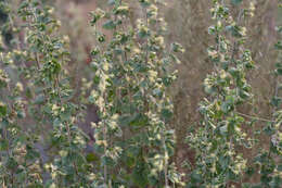 Image of California brickellbush