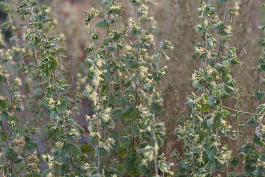 Image of California brickellbush