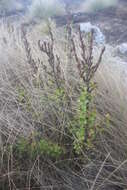 Image de Myrothamnus flabellifolius (Sond.) Welw.