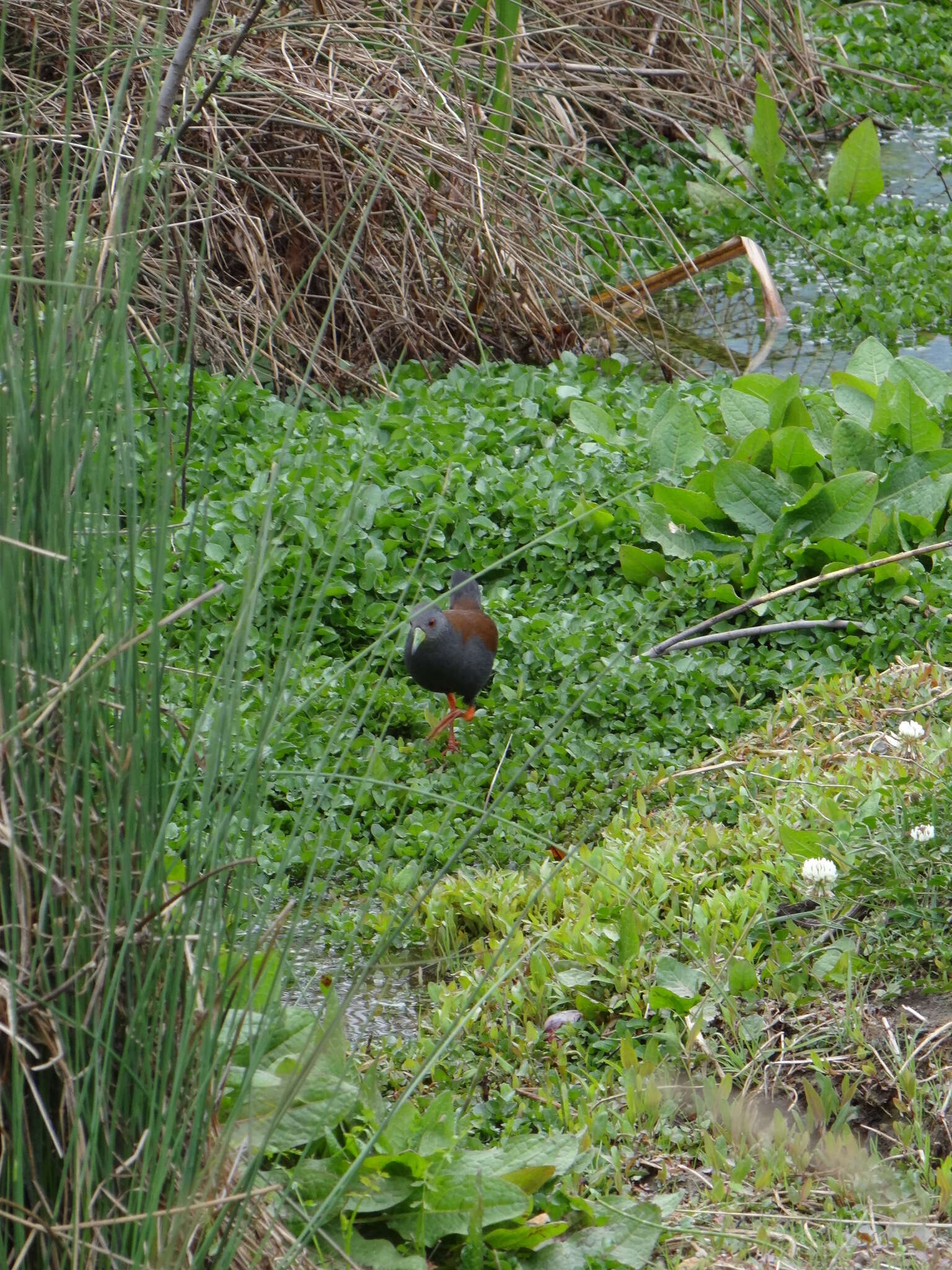 Image of Black-tailed Crake