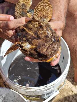 Слика од Halobatrachus