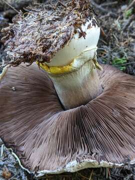 Image of Agaricus moronii Kerrigan 2016