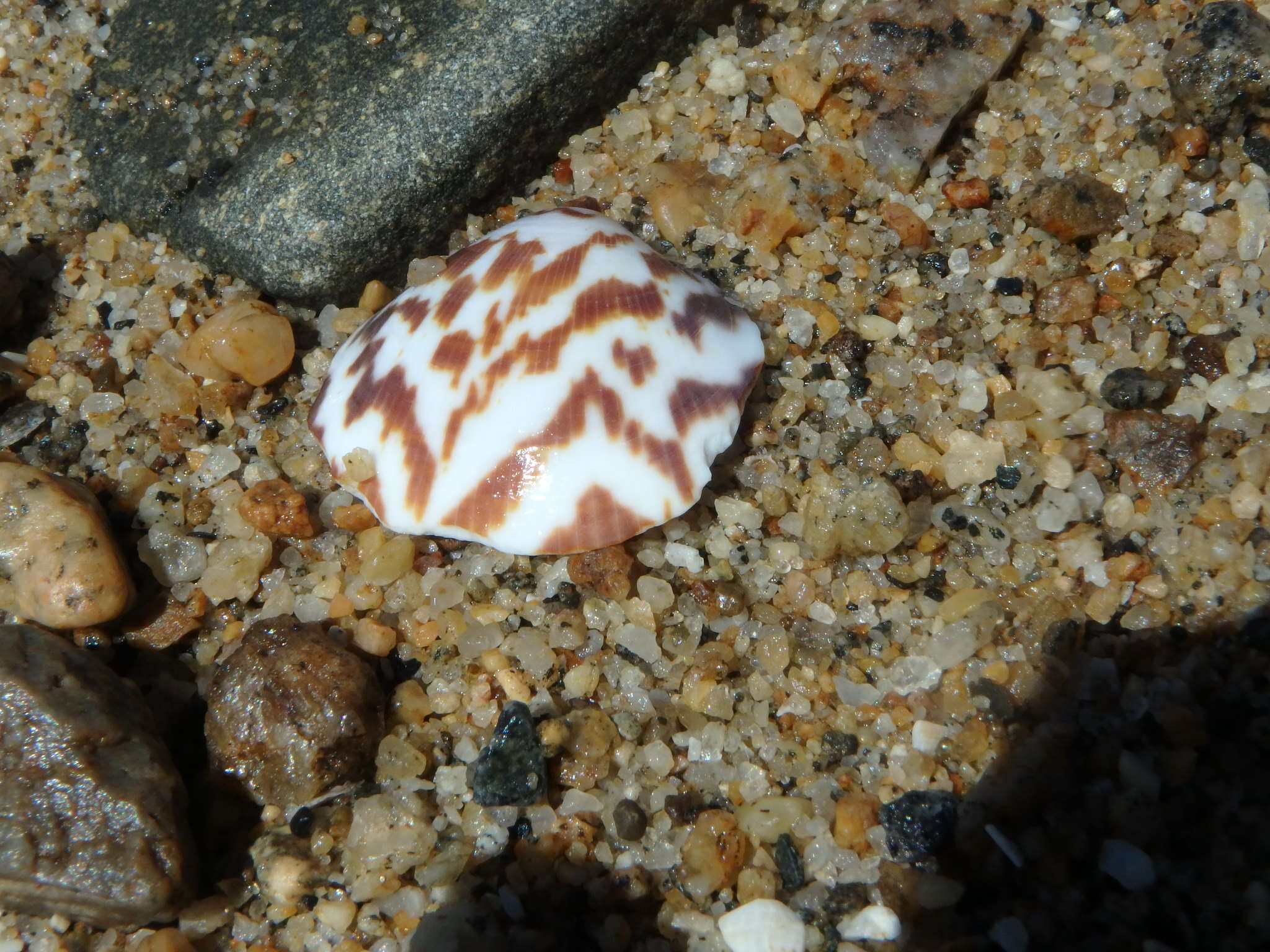 Image of Glycymeris aspersa (Adams & Reeve 1850)