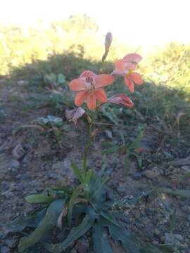 Image of Tritonia laxifolia (Klatt) Baker