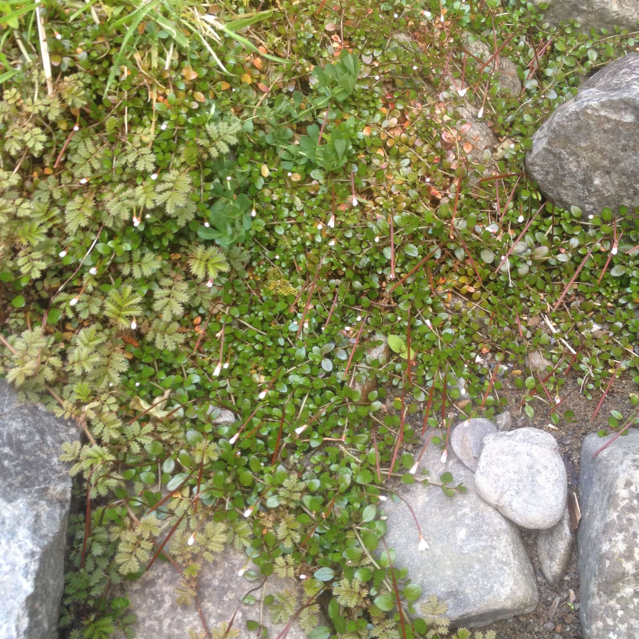 Image of Epilobium nerteroides