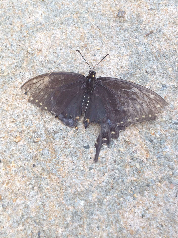 Image of Eastern Tiger Swallowtail