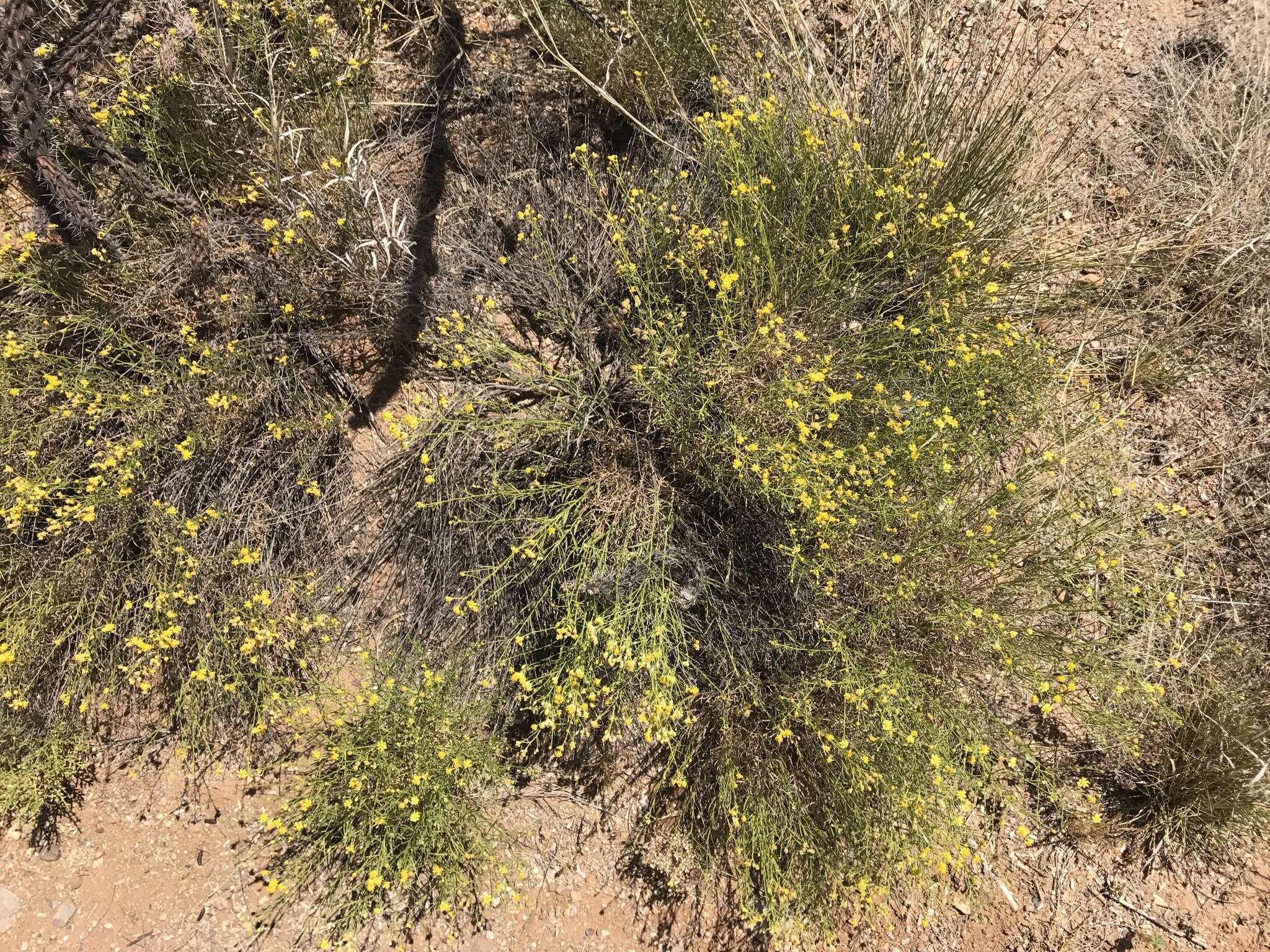 Image of broom snakeweed