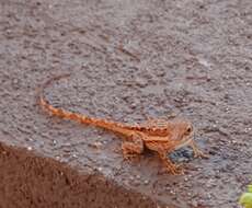 Image of Anguilla Bank Anole