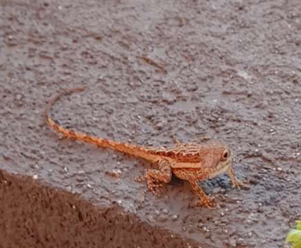 Image of Anguilla Bank Anole