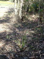 Image of Blueberry Flax Lily