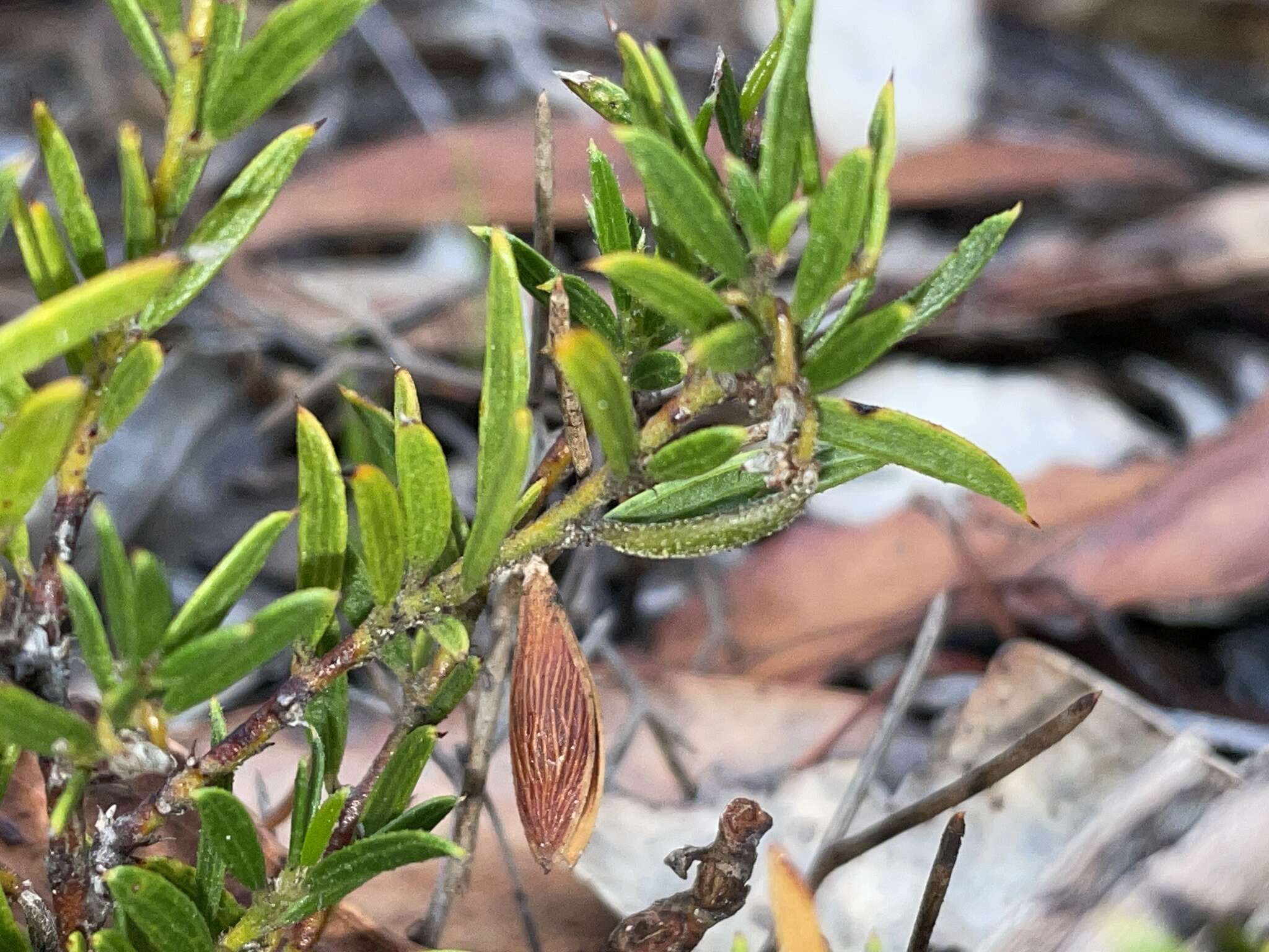 Image of Acacia bynoeana Benth.