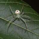 Image de Araneus niveus (Hentz 1847)