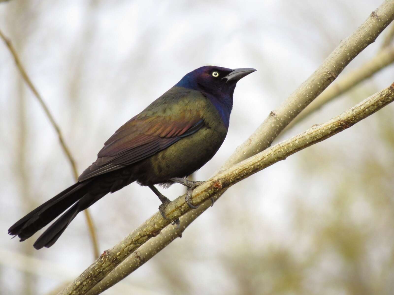 Image of Quiscalus quiscula versicolor Vieillot 1819