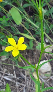 Image de Linum nodiflorum L.