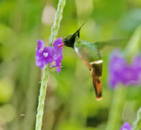 Lophornis adorabilis Salvin 1870 resmi