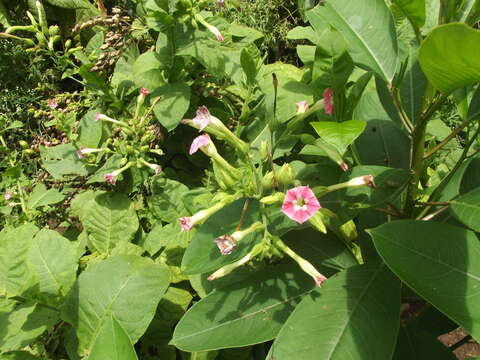 Image of cultivated tobacco