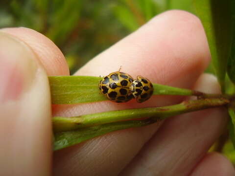 Image of Lady beetle