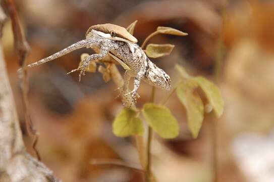 Image of Lundell's Spiny Lizard