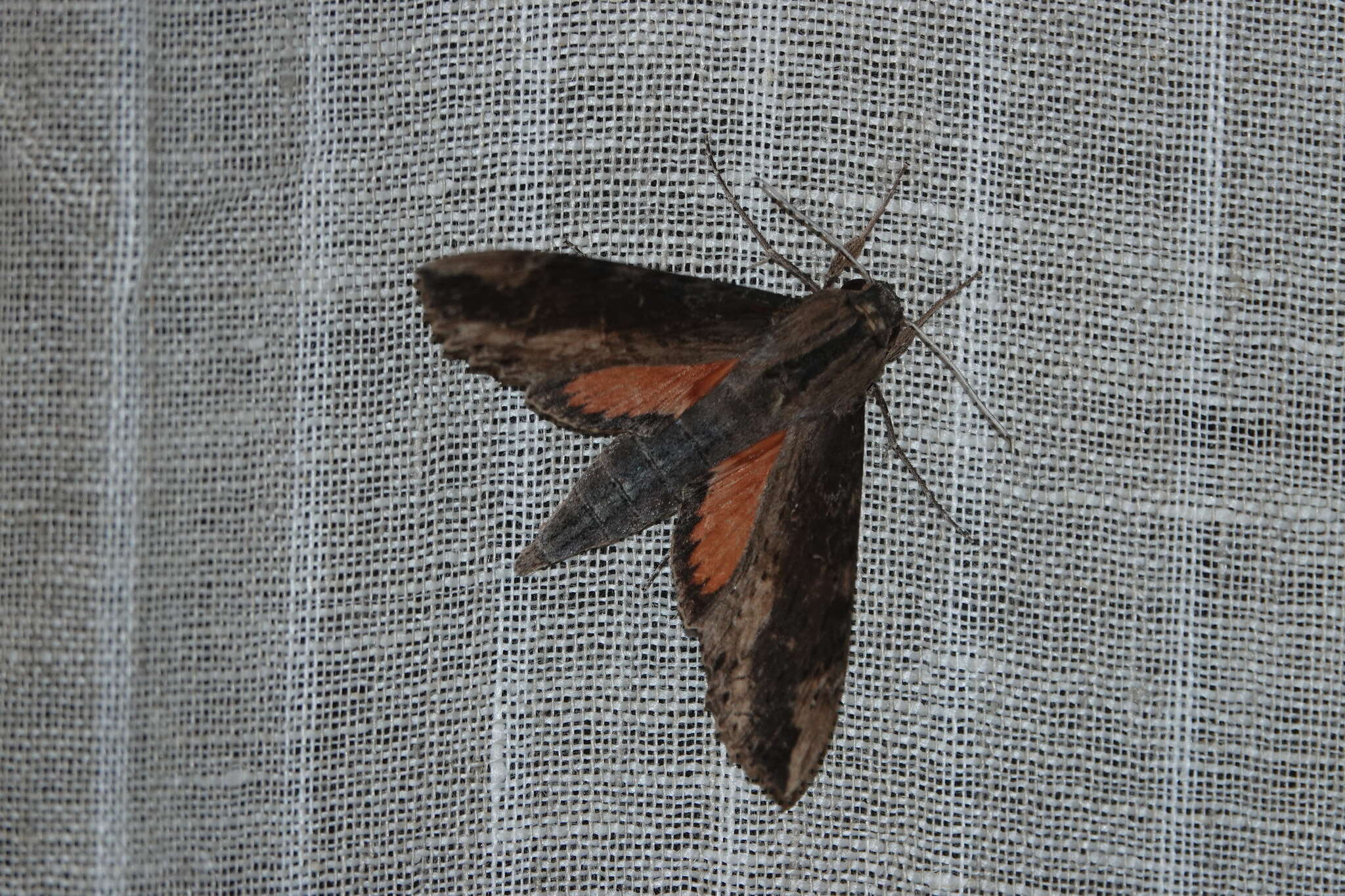 Image of Cramer's Sphinx Moth