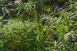 Image of Carex aterrima Hoppe