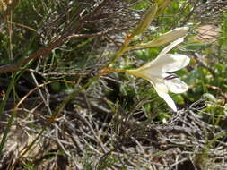 Image of Tritonia bakeri subsp. bakeri