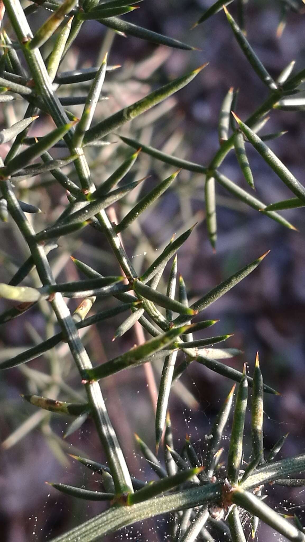 Image of Asparagus aphyllus L.