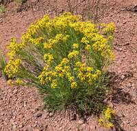 Image of Colorado rubberweed