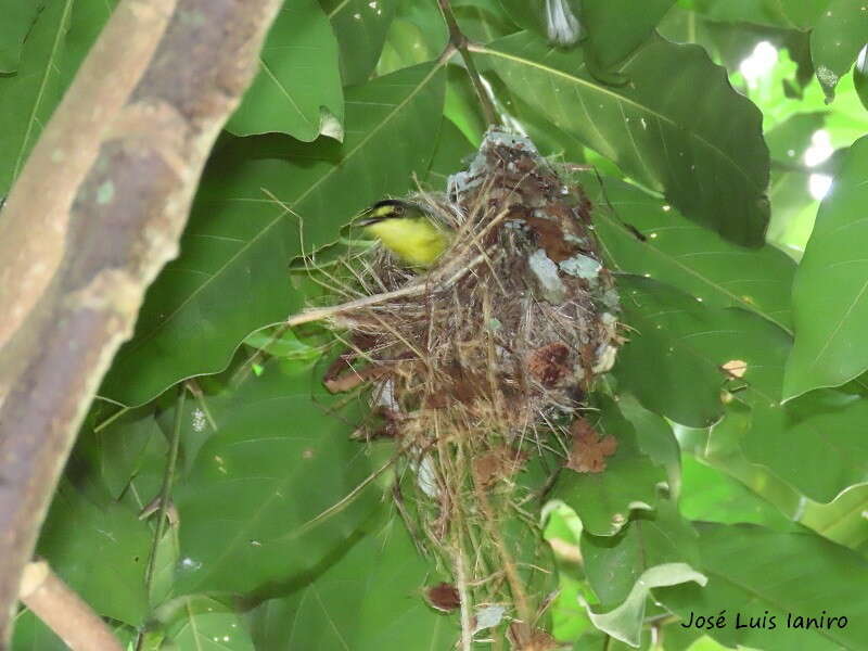 Image of Gray-headed Tody-Flycatcher