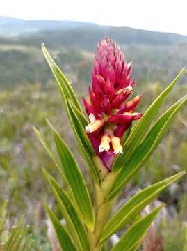 Imagem de Elleanthus myrosmatis (Rchb. fil.) Rchb. fil.