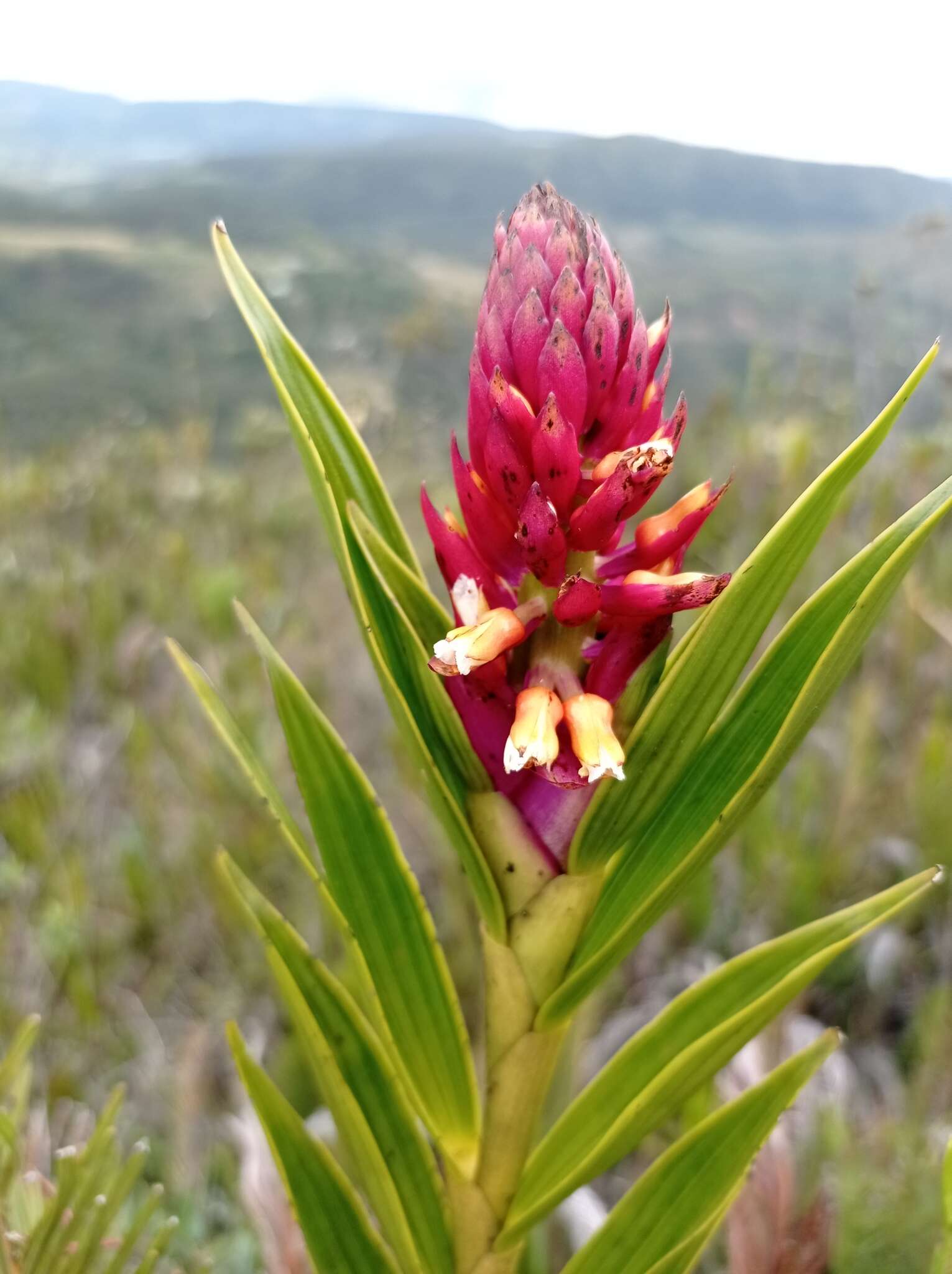 Image of Elleanthus myrosmatis (Rchb. fil.) Rchb. fil.