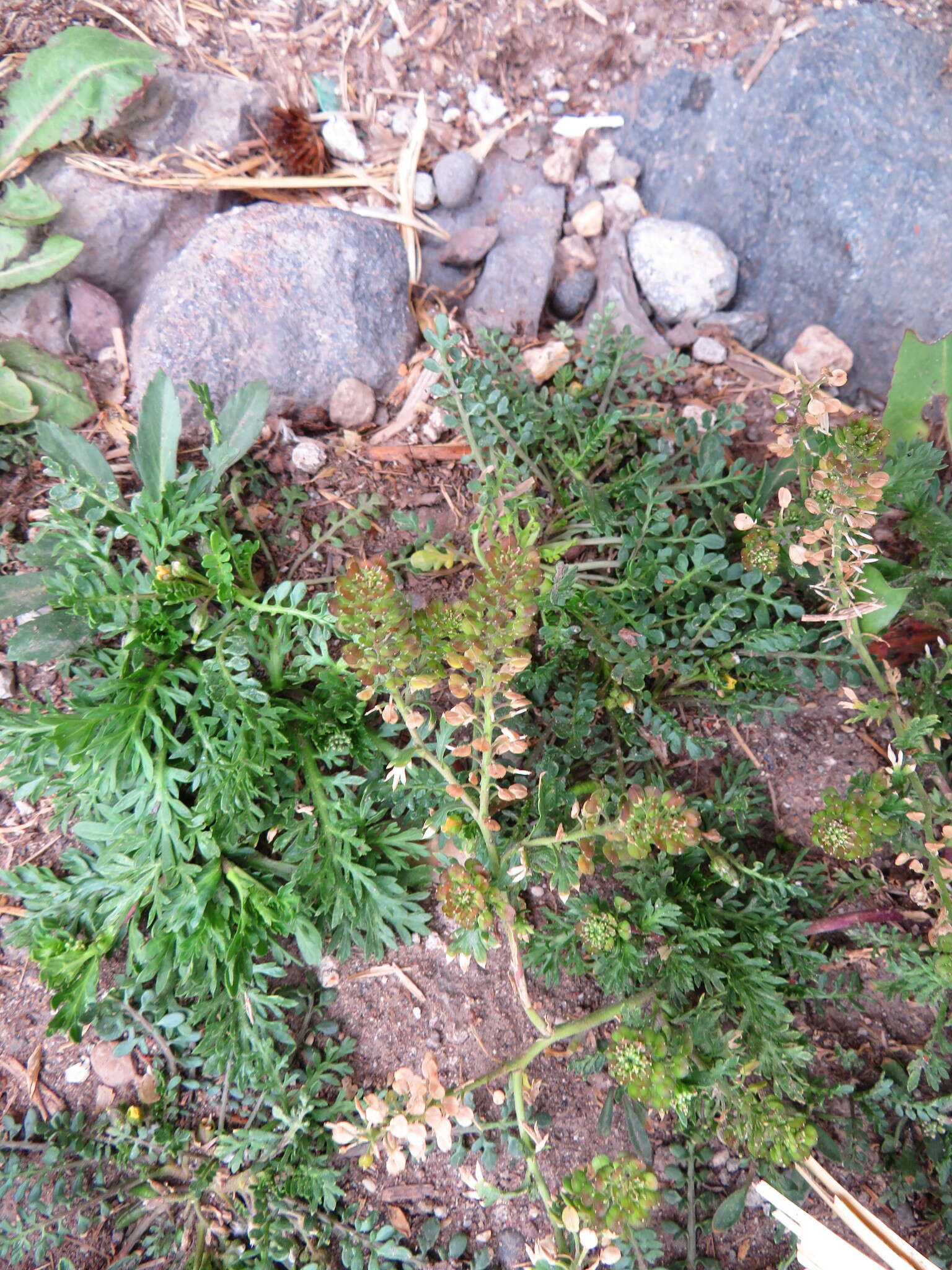 Image of Lepidium bipinnatifidum Desv.