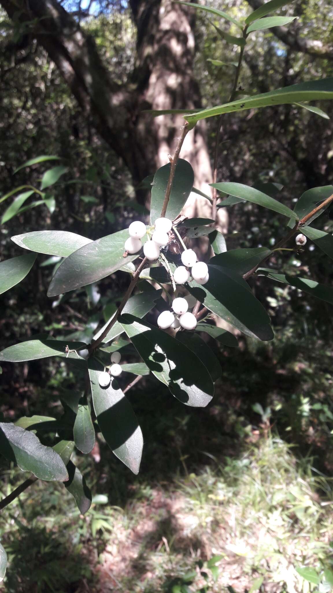 Image of Daphnopsis racemosa Griseb.