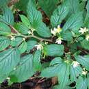 Слика од Begonia chlorolepis L. B. Sm. & B. G. Schub.