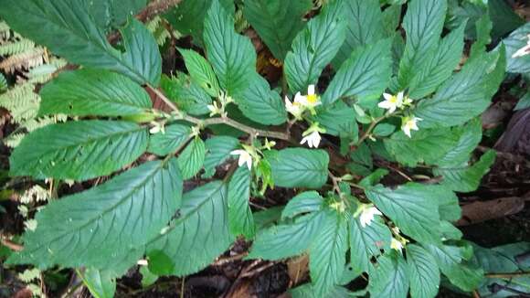 Image of Begonia chlorolepis L. B. Sm. & B. G. Schub.