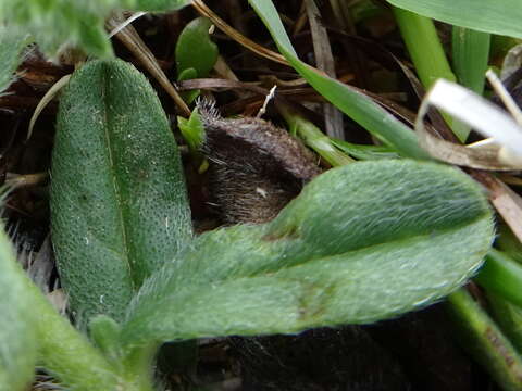 Image of Echium arenarium Guss.